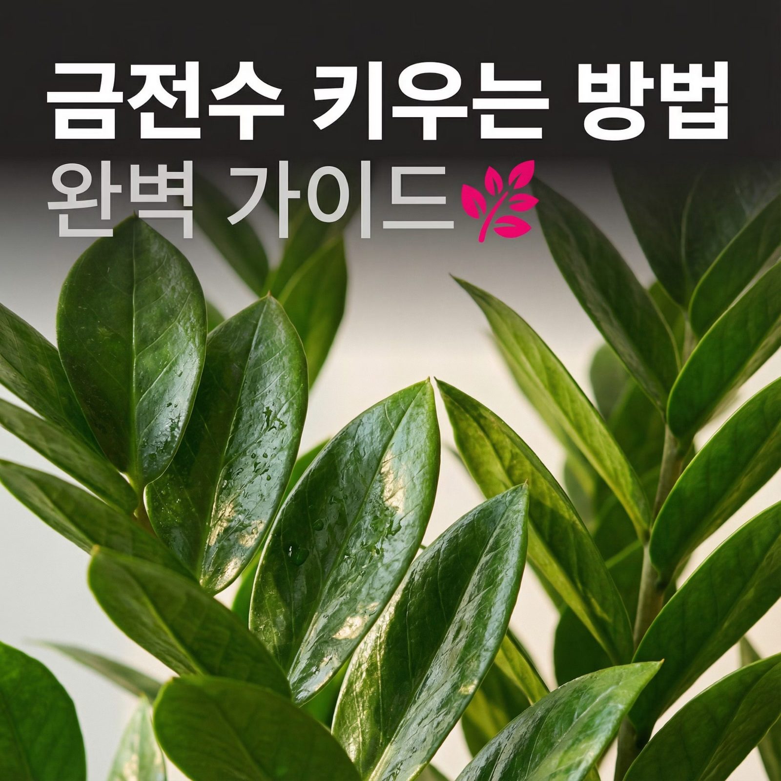 금전수 키우는 방법